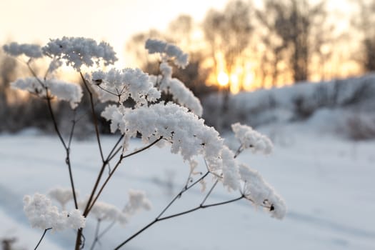 Evening in the winter forest