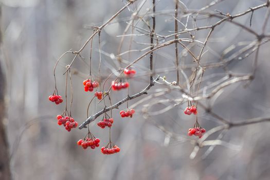 Viburnum berries on a winter day