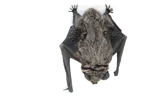 bat hanging upside down - isolated on white background