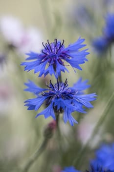 blue cornflowers at a shallow depth of field
