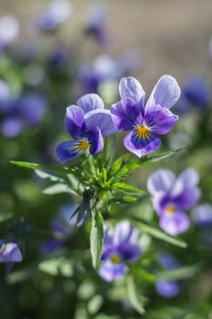 Blossoming violets on a blurred background with shallow depth of field