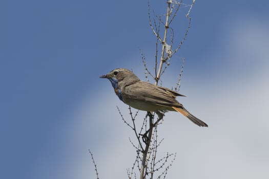 male bluethroat (Luscinia svecica) sits on a branch