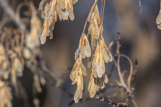 maple seeds hang on trees in the winter