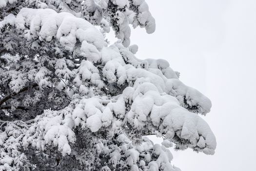 Filled up with a snow of a pine in frosty day