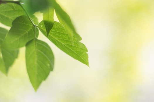 Green leaves on a yellow-green blurred background