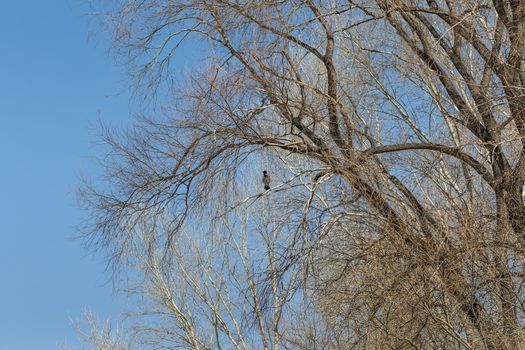 The gray crow sits on a tree waiting for spring
