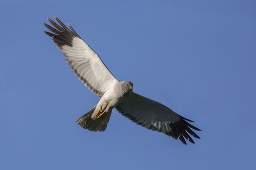 Northern Harrier (Circus cyaneus) male in flight