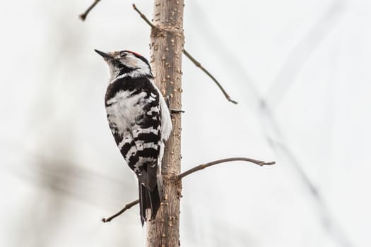 male Lesser-spotted woodpecker sitting on a tree