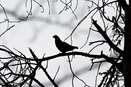 Silhouette of male Hazel grouse sitting on a tree