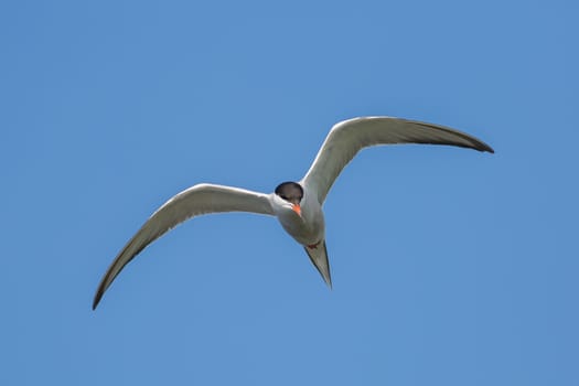 Tern in flight against the blue sky