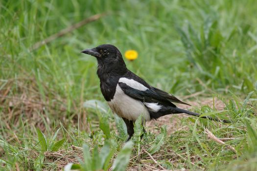 Magpie sitting in the green grass