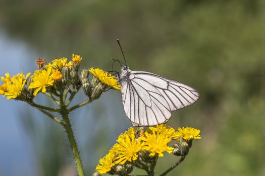 Black-veined White butterfly (Aporia crataegi) on a yellow flower