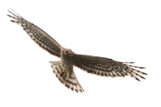 Northern Harrier (Circus cyaneus) female in flight  isolated on white background