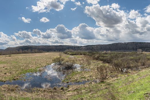 spring meadow, with the blossoming willow and clouds floating over it