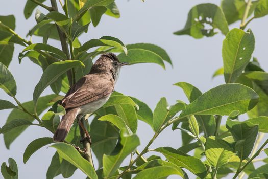Garden warbler sitting on a tree branch