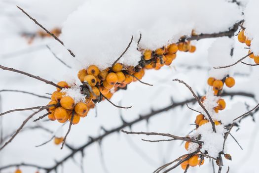 the berries of sea-buckthorn are snowed in