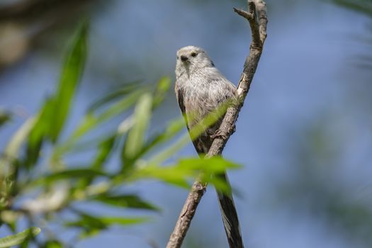 Long-tailed Tit sitting on a tree among green leaves