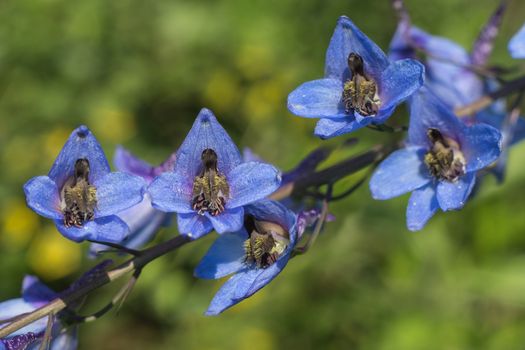 blue  flowers Delphinium elatum close-up