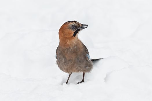 Jay (Garrulus glandarius)  sitting on the white snow