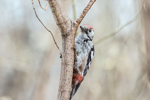 Middle Spotted Woodpecker ( Leiopicus medius) sits on a tree trunk