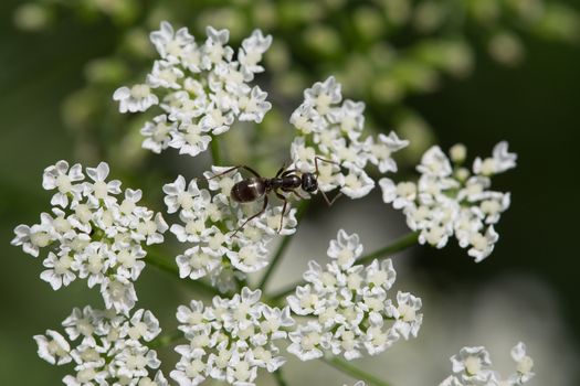 Black ant on white small flowers