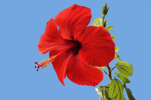 Red hibiscus blossoms on a blue background 