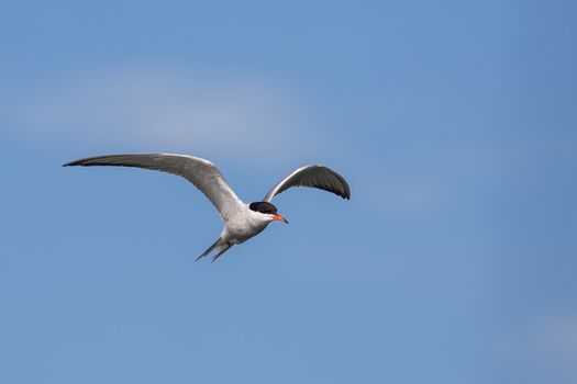 Tern in flight against the blue sky