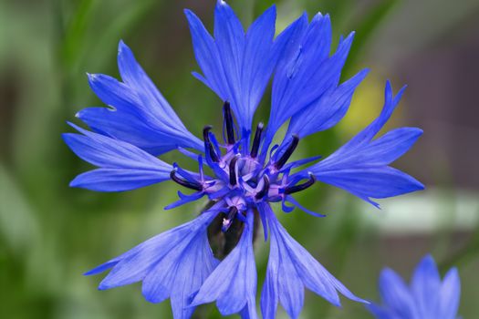 blue flower cornflower close-up 
