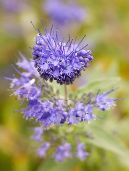 bunch of beautiful blue flower petals blooming Phacelia ; Essex; England; UK