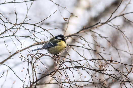 Great Tit (Parus major) on a tree 