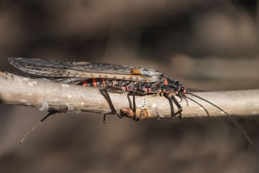 Insect "plecoptera" on a branch close up