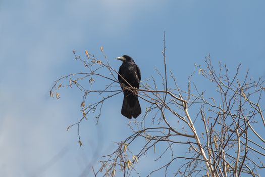 rook sits on a branch of a tree