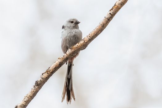 Long-tailed Tit sits on a branch with material for building a nest in the beak