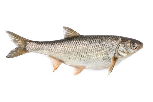 Fish ide, isolated on white background