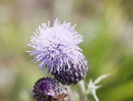 Purple pink flower head blossom of wild milk thistle plant in field - Silybum marianum; Essex; England; UK