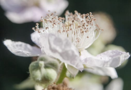 Side view of a perfect focused white bramble flower head open petals - rubus fruticosus; Essex; England; UK