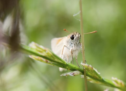 Beautiful view of small skipper butterfly perched on grass - Thymelicus sylvestris; Essex; England; UK