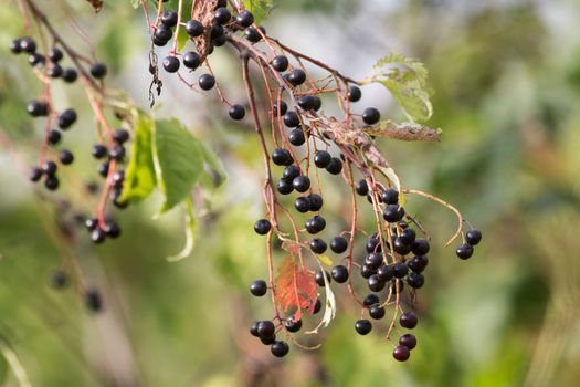bunches of ripe black fruits of bird cherry
