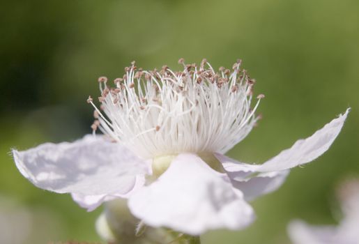 Side view of a perfect focused white bramble flower head open petals - rubus fruticosus; Essex; England; UK