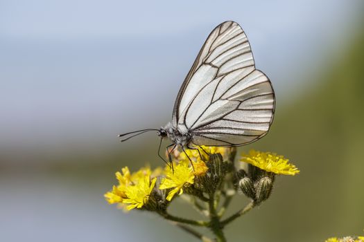 Black-veined White butterfly (Aporia crataegi) on a yellow flower
