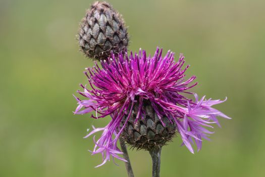 Thistle flower close-up on blurred background