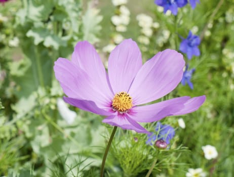 Beautiful full view of pink open cosmos plant petals with yellow center in garden - Cosmos bipinnatus; Essex; England; UK