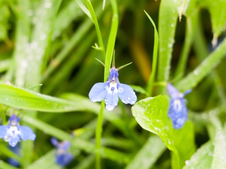 close up of blue pimpernel on floor pistil; Essex; England; UK