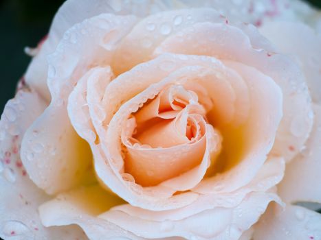 beautiful peach rose up close petals water wet dew; Essex; England; UK