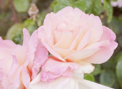 Beautiful bouquet of lush pink petals of rose plant in garden - Rosa; Essex; England; UK