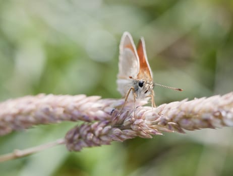 Beautiful view of small skipper butterfly perched on grass - Thymelicus sylvestris; Essex; England; UK