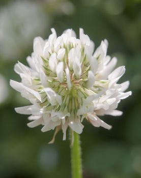 Full white blossom bud of white clover close up - Trifolium repens; Essex; England; UK