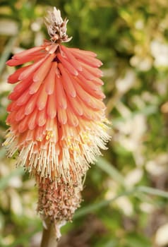 Close up of patterned ornate red hot poker flower plant in garden - Kniphofia; Essex; England; UK