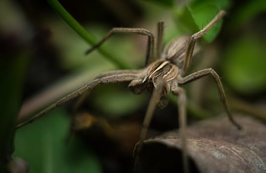 Beautiful gray garden spider in natural environment