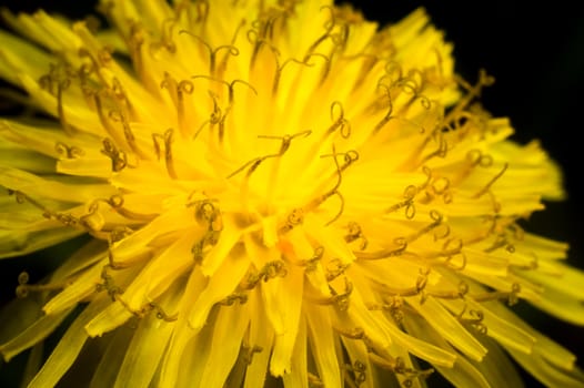 Close-up of a yellow dandelion flower on dark background